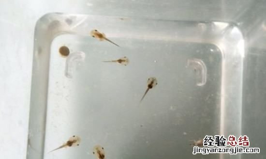 小蝌蚪吃什么食物,青蛙小蝌蚪吃什么食物