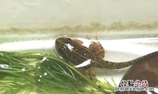 小蝌蚪吃什么食物,青蛙小蝌蚪吃什么食物