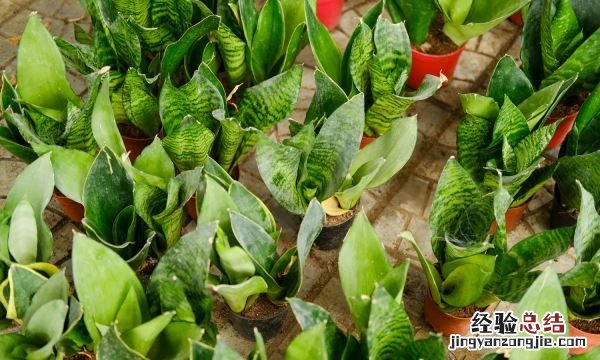 虎皮兰能除甲醛，虎皮兰吸甲醛的效果好