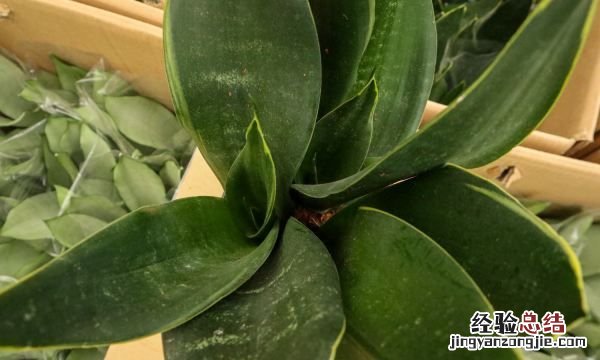 虎皮兰能除甲醛，虎皮兰吸甲醛的效果好