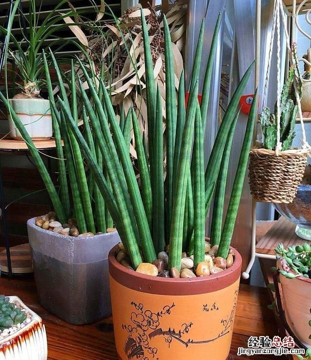 虎皮兰用花多多几号好 虎皮兰花作用是什么