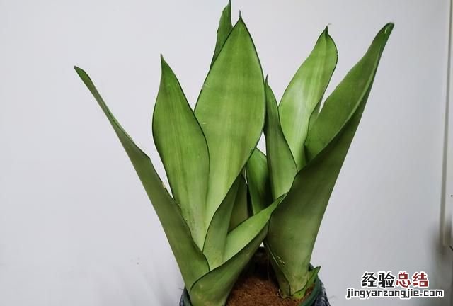 虎皮兰用花多多几号好 虎皮兰花作用是什么