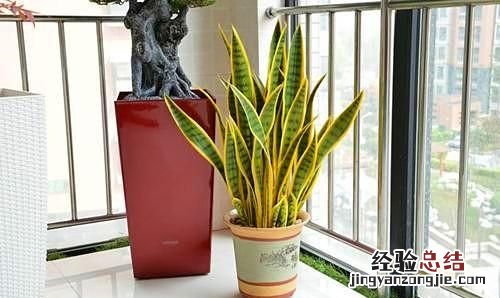 虎皮兰用花多多几号好 虎皮兰花作用是什么