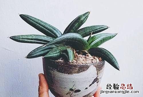 虎皮兰用花多多几号好 虎皮兰花作用是什么
