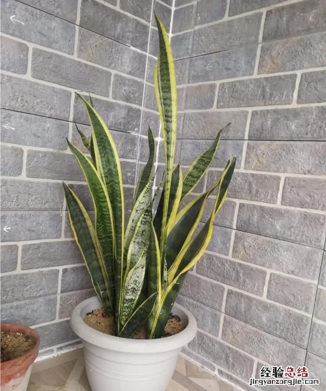 虎皮兰用花多多几号好 虎皮兰花作用是什么