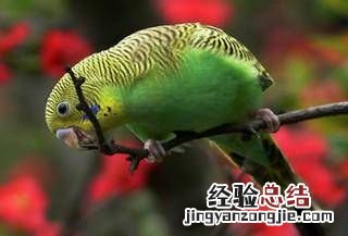 虎皮鹦鹉怎么养，虎皮鹦鹉鸟怎么养