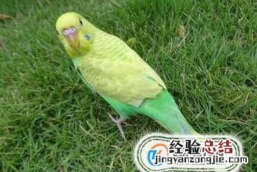虎皮鹦鹉怎么养，虎皮鹦鹉鸟怎么养