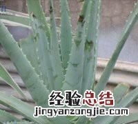 怎么养芦荟比较好