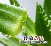 怎么养芦荟比较好