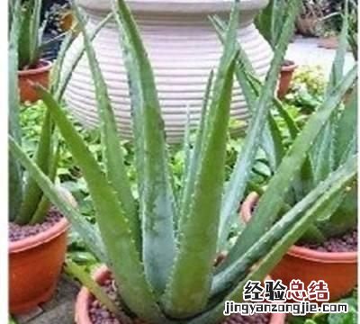 怎么养芦荟比较好