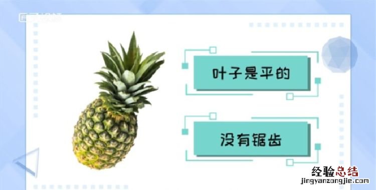 凤梨和菠萝的区别