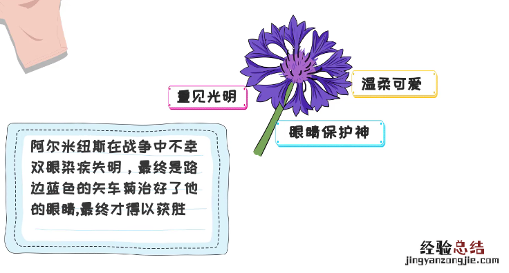 矢车菊的花语