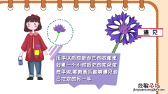 矢车菊的花语