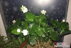 怎样养好茉莉花施点什么肥 怎样养好茉莉花