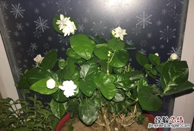 怎样养好茉莉花施点什么肥 怎样养好茉莉花