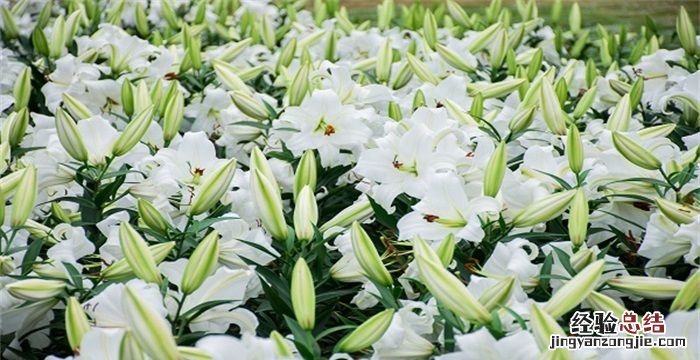 百合花的寓意，谁知道百合花的寓意是什么