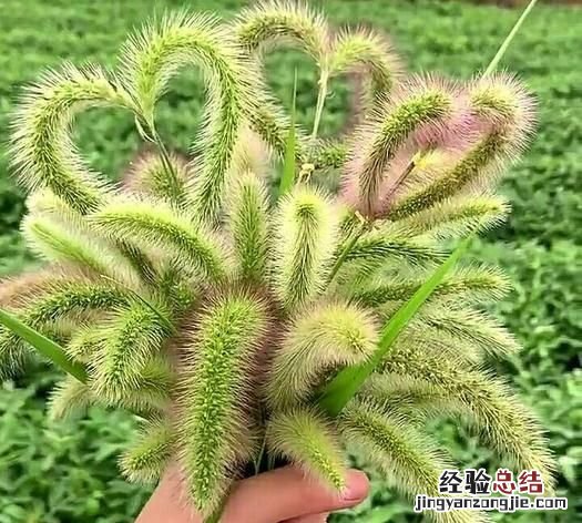 狗尾巴草的花语，狗一把草的花语是什么