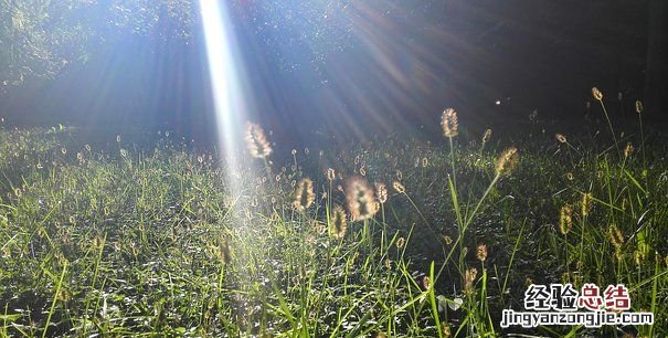 狗尾巴草的花语，狗一把草的花语是什么