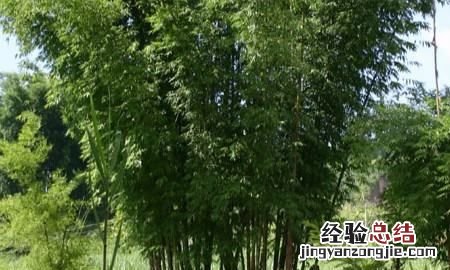 凤尾竹养殖方法和注意事项