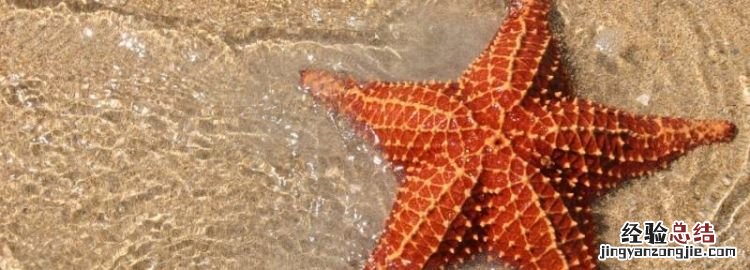 海星的天敌