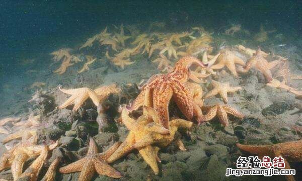 海星的天敌