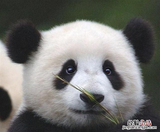 大熊猫生活在什么地方