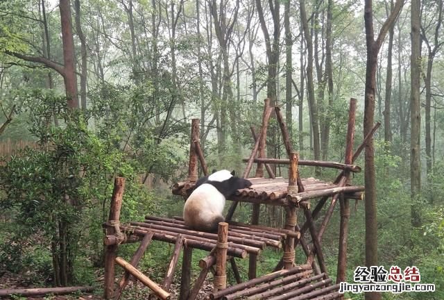 大熊猫生活在什么地方