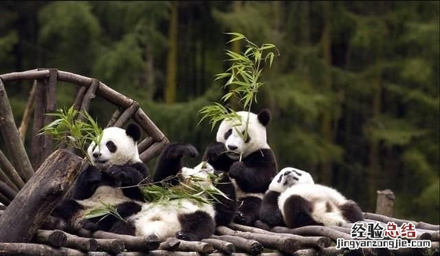 大熊猫生活在什么地方