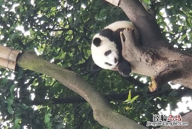 大熊猫生活在什么地方
