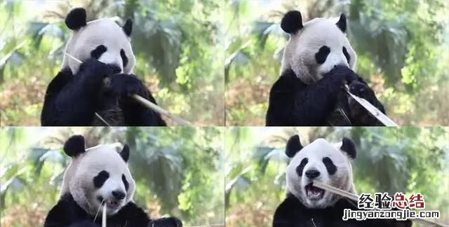 大熊猫生活在什么地方