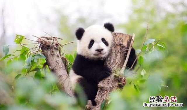 大熊猫生活在什么地方