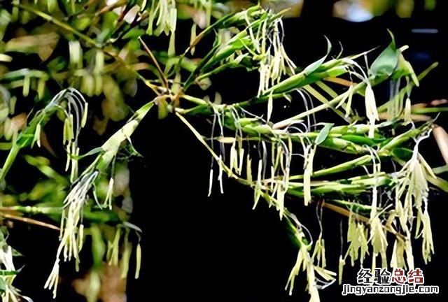大熊猫生活在什么地方