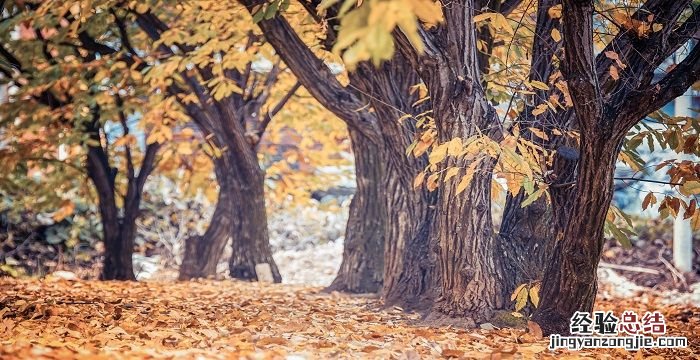 梧桐树的寓意,中山陵的梧桐树的寓意