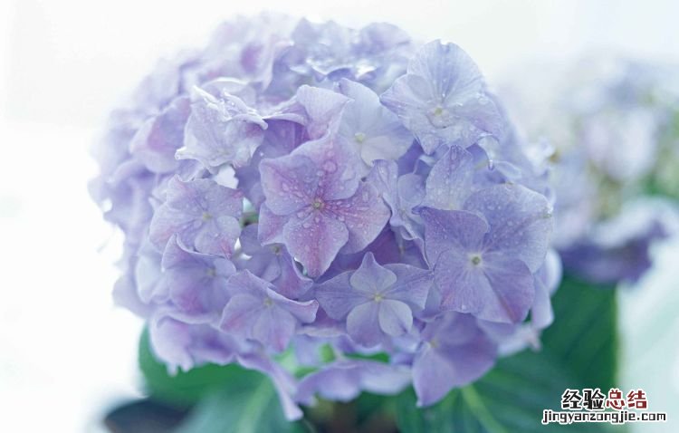 耐阴又容易开花的植物,广东耐阴又容易开花的植物