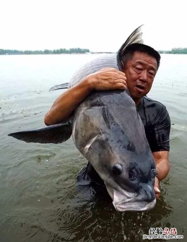 钓大青鱼大全 怎么钓大青鱼