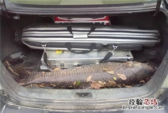 钓大青鱼大全 怎么钓大青鱼