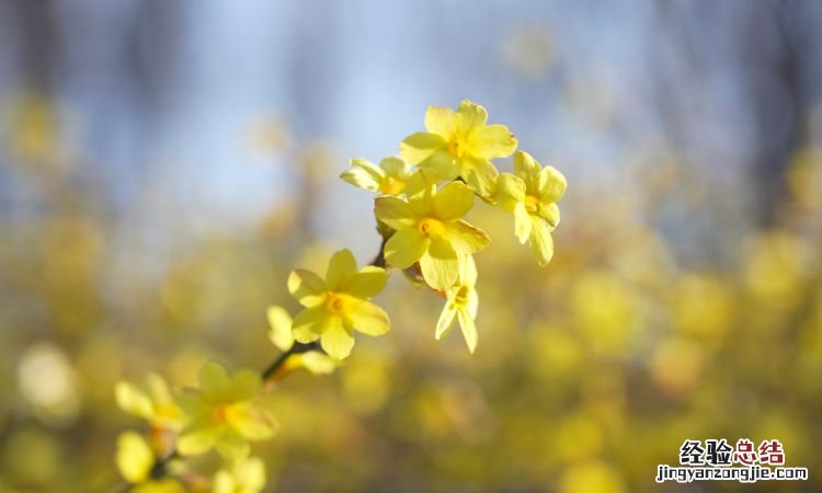 秋天有什么花开，秋天什么花枯萎