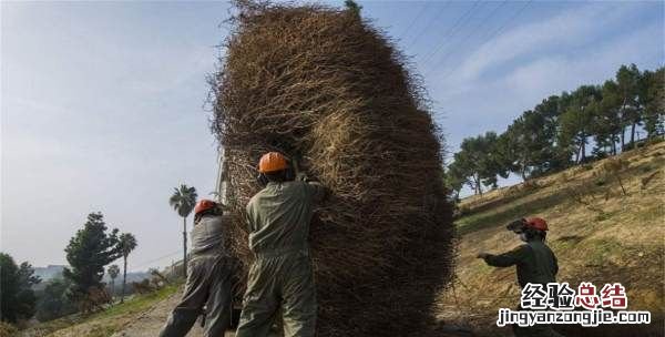 风滚草在中国叫什么