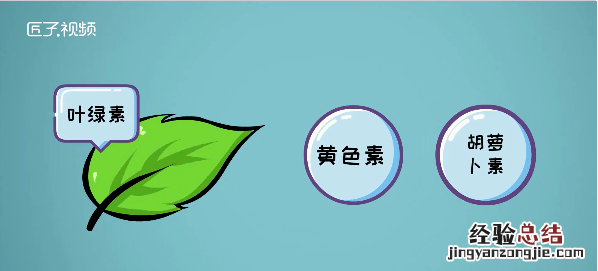 树叶为什么会变黄，中班科学树叶为什么会变黄反思