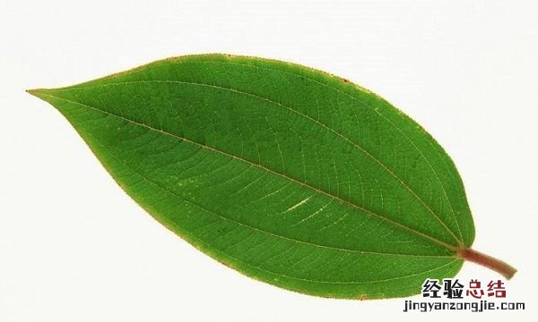 树叶为什么会变黄，中班科学树叶为什么会变黄反思