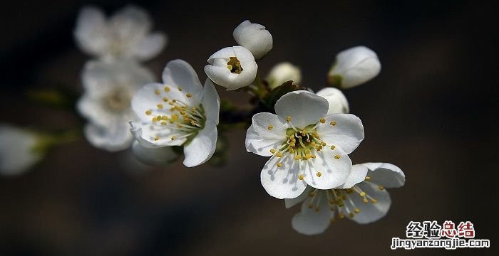 梨花什么时候开，桃花梨花什么时候开