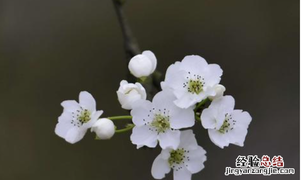 梨花什么时候开，桃花梨花什么时候开