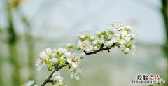 梨花什么时候开，桃花梨花什么时候开