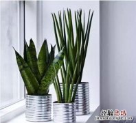 虎皮兰的养殖方法是什么,虎皮兰养殖方法需要注意什么