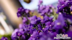 紫色的花有哪些