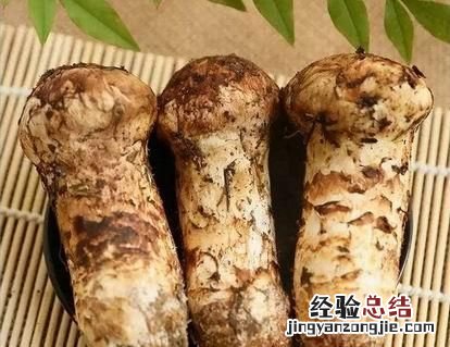 松茸真有那么神奇吗 松茸真的有那么神奇吗