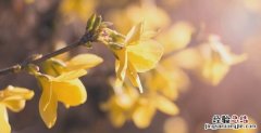 迎春花是什么季节开的，威海迎春花什么时候开
