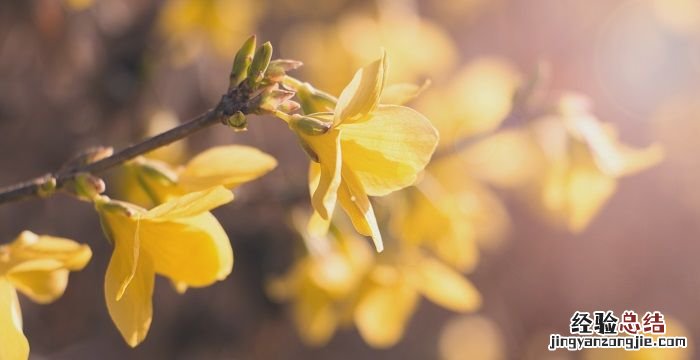 迎春花是什么季节开的，威海迎春花什么时候开