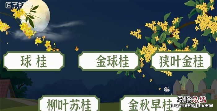金桂飘香是什么意思,八月桂花十里飘香是什么意思