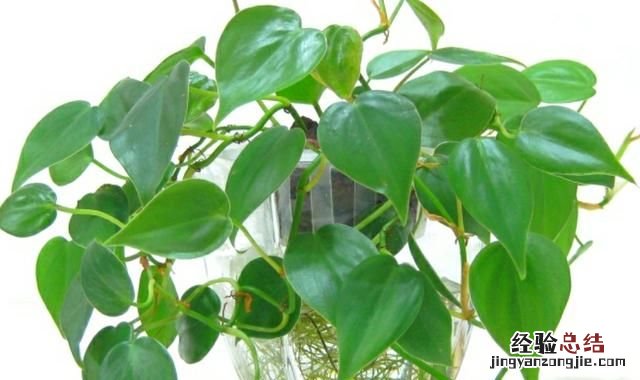 #好物过冬#家养的水生植物都有哪些